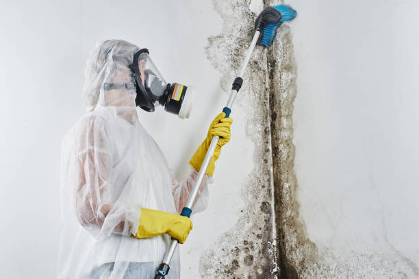 Best Residential Mold Removal  in Philomath, OR